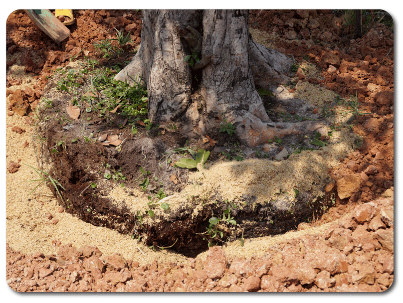 #Biogena Tree Donation - V2T Village got a wonderful tree at the entrance of the village!