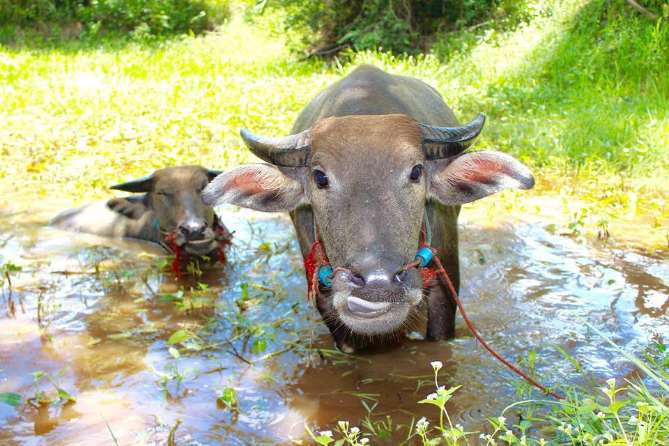 V2T Farm now has 2 water buffalos!
