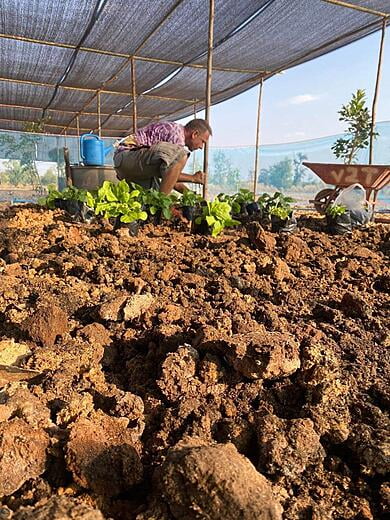 The leached soil is mixed with pig manure and potting soil
