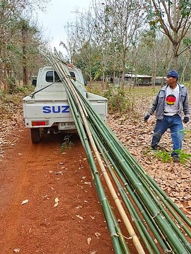 We need bamboo to build the sunshade