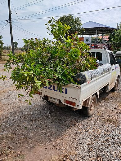 we thank all the donors for the half-grown trees