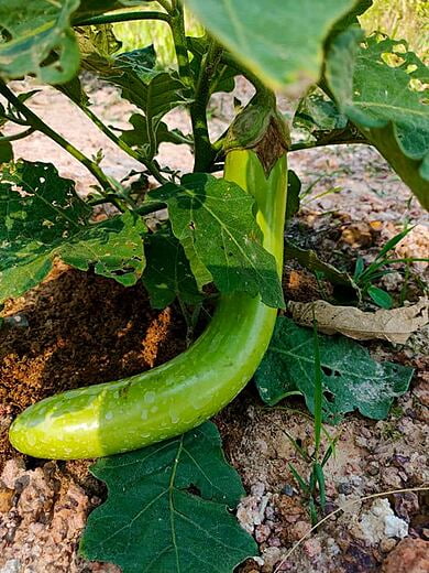 The eggplant is soon ready to eat