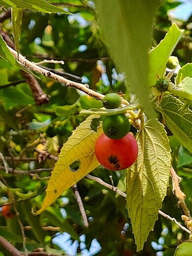 Small sweet berries on the tree