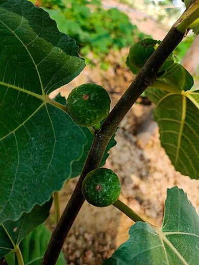 We also grow figs - different varieties