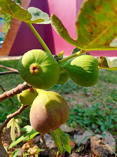 We grow figs - different varieties