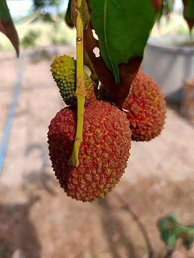 First lychee fruits