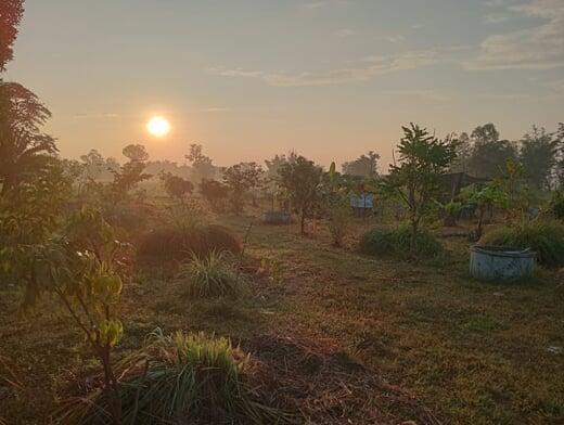 Food Forest in 2023