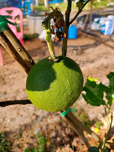 The pomelos develop well
