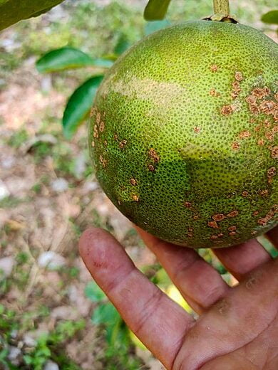 pomelos develop well