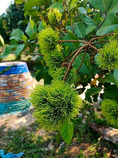 Rambutan are particularly delicious