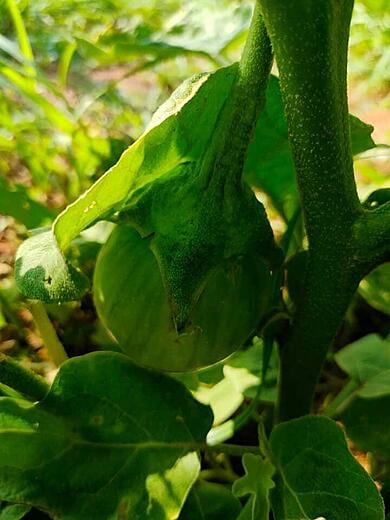 Another type of Eggplant