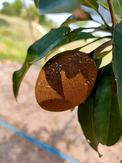 Manilkara zapota, commonly known as sapodilla