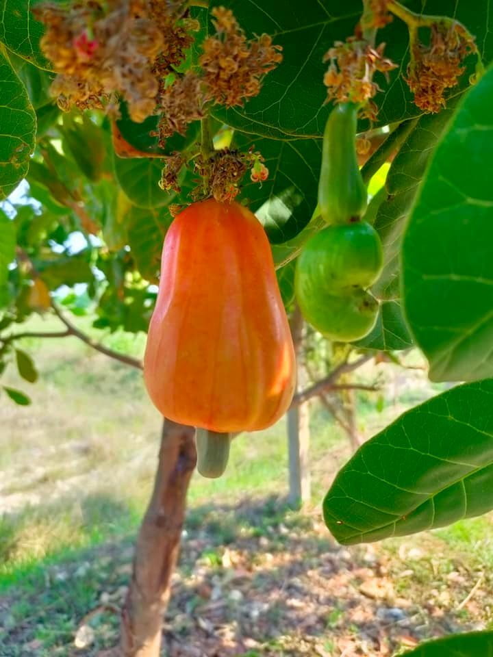 Cashew from it you can make wine and eat the nuts