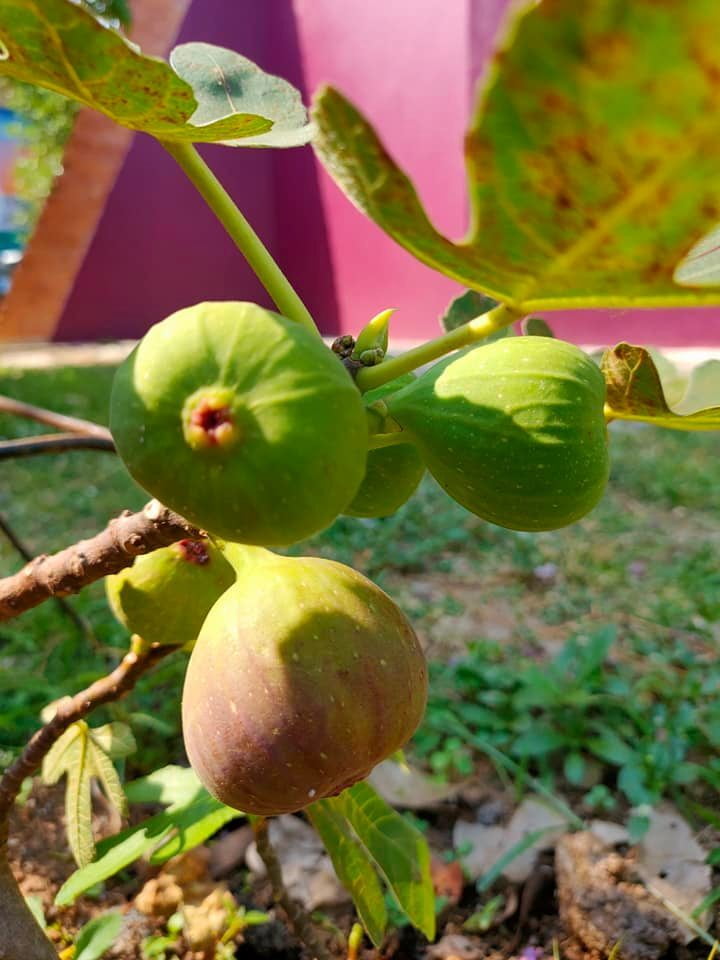 We grow figs - different varieties