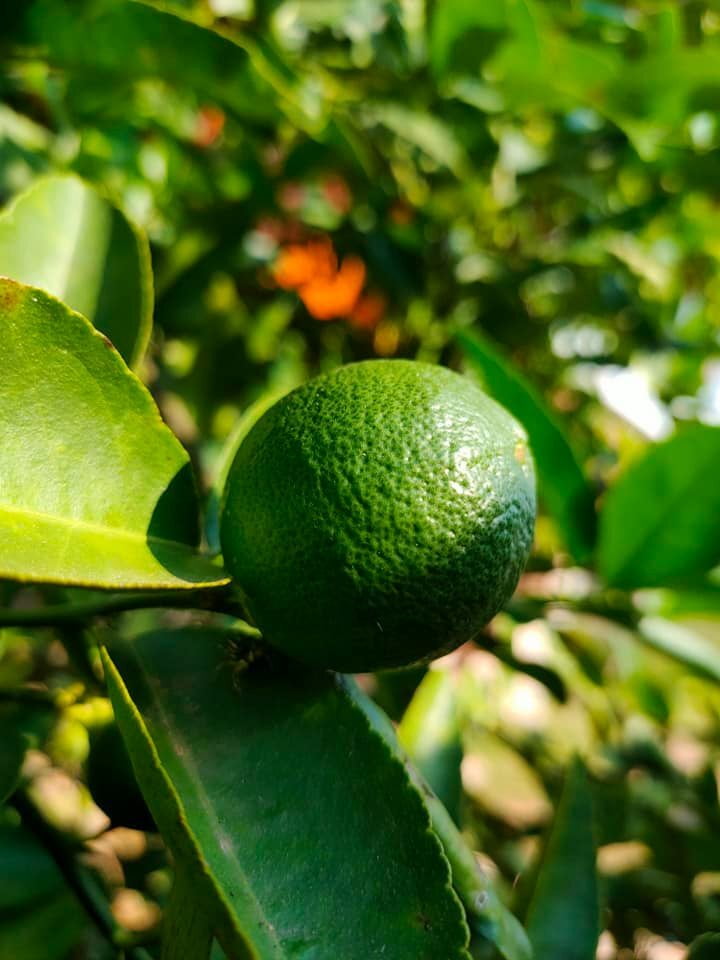 Lemons are good in drink but also in food