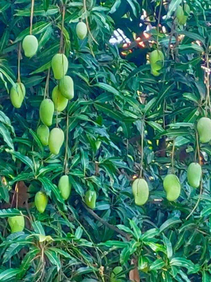 More mangoes are even better