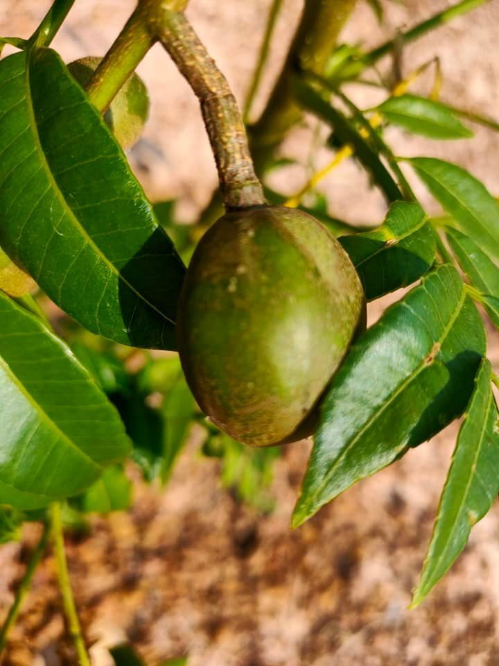 We'll see what that becomes - some kind of nut?