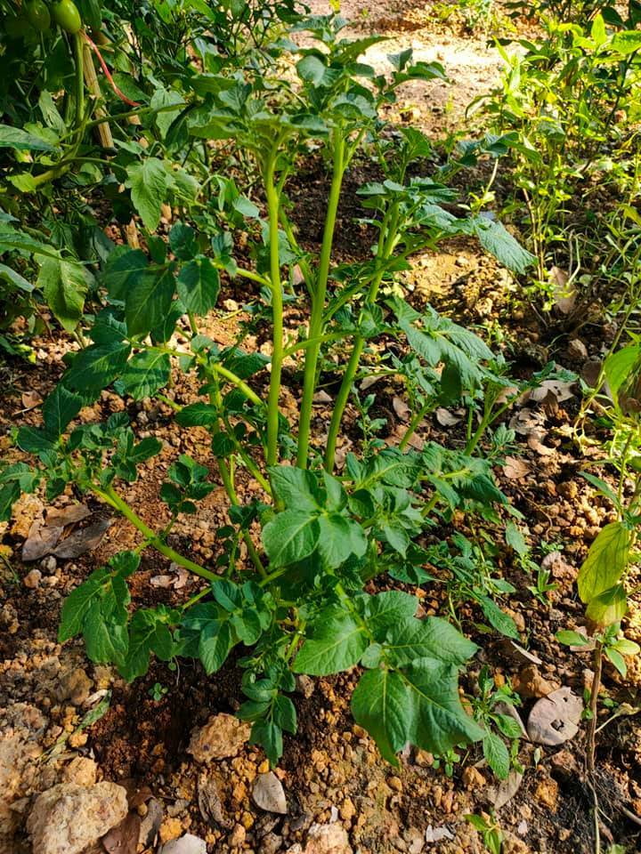 The potatoes also grow