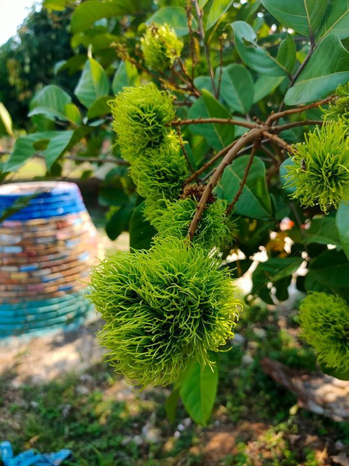 Rambutan are particularly delicious
