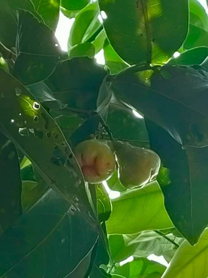 The rose apples are eaten with pleasure by all