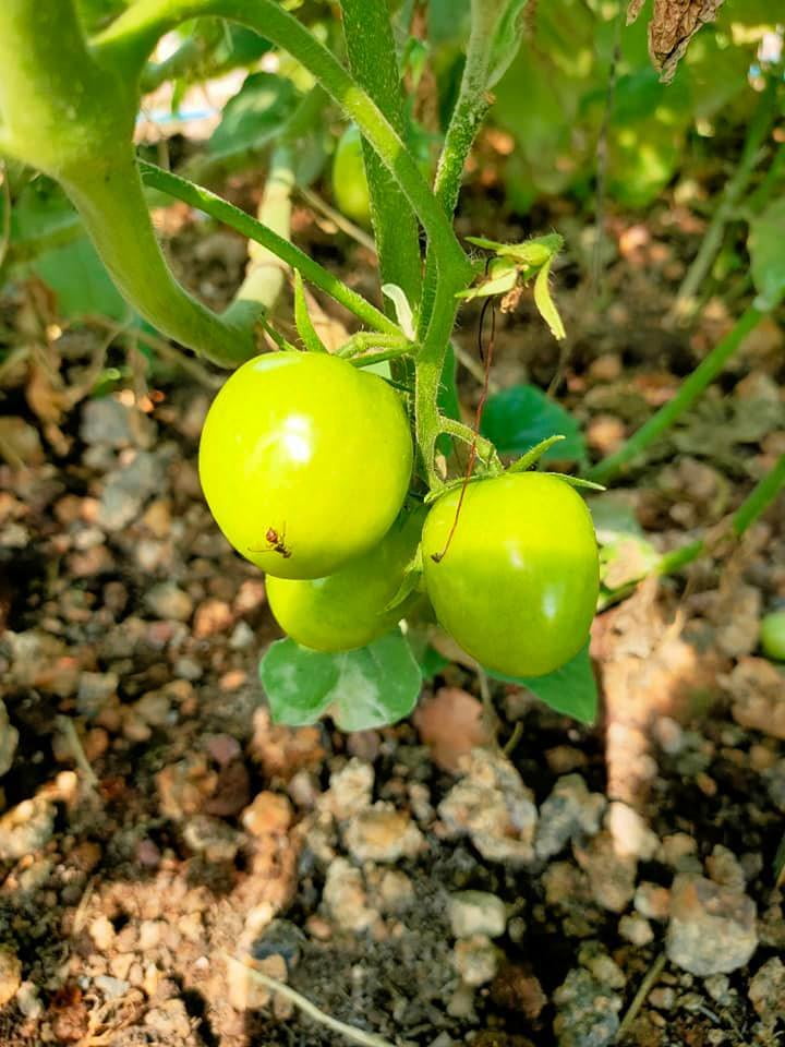 Tomatoes are always needed